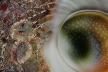 Media type: image;   Malacology 393771 Description: live specimen;